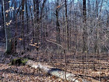 Bare trees on field in forest