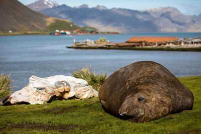 Close-up of seal on field