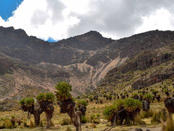 View of trees on landscape against cloudy sky at mount kenya 