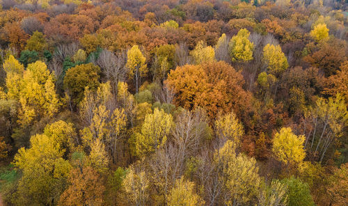 High angle view of autumnal trees in forest