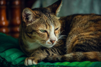 Close-up of a cat