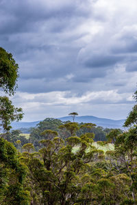 Forest valley of the giants, walpole, western australia