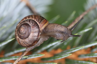 Close-up of snail on leaf