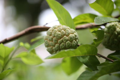 Close-up of fruits growing on plant