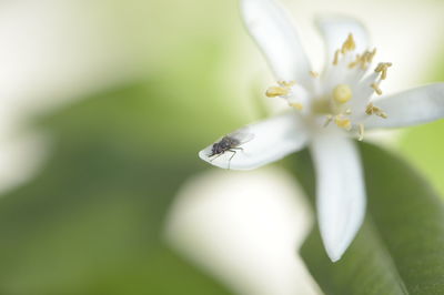 Close-up of insect on flower