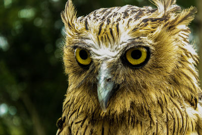 Close-up portrait of owl