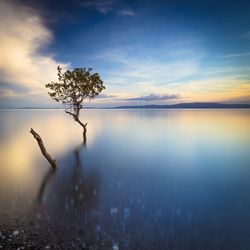 Tree growing in lake