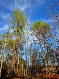 Low angle view of trees against sky