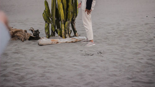 Low section of people with dog on beach