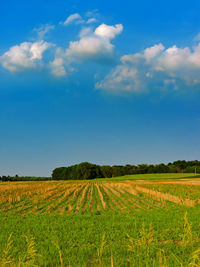 Scenic view of field against clear sky