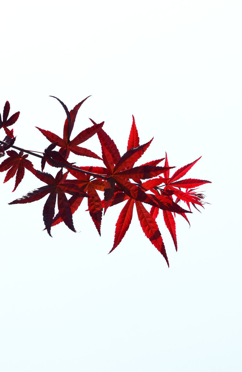 CLOSE-UP OF RED MAPLE LEAVES AGAINST WHITE BACKGROUND