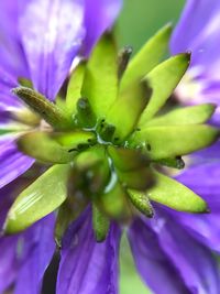 Macro shot of purple flower