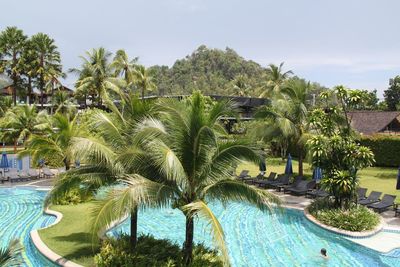 Palm trees in swimming pool