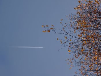 Low angle view of tree against blue sky