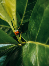 Close-up of ladybug on leaf