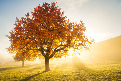 Tree on field against sky during autumn