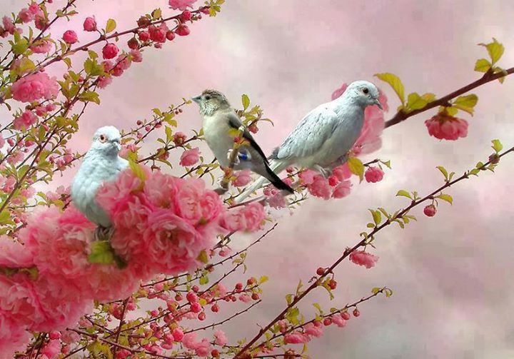 bird, animal themes, animals in the wild, branch, wildlife, perching, low angle view, one animal, tree, flower, nature, focus on foreground, sky, beauty in nature, pink color, outdoors, day, close-up, two animals, no people