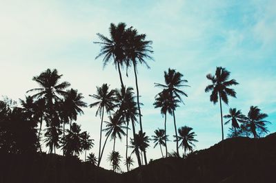 Tropical palm tree silhouette