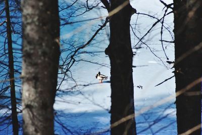 View of a bird on snow covered landscape