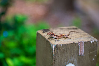 Close-up of a lizard on wood