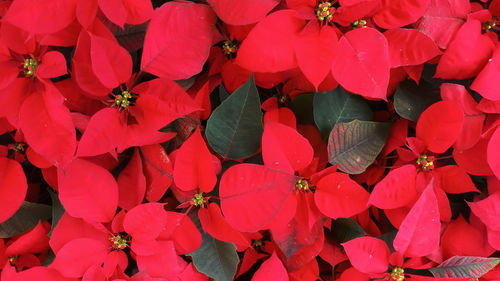 Full frame shot of red flowering plants