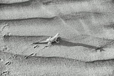 Close-up of lizard on sand