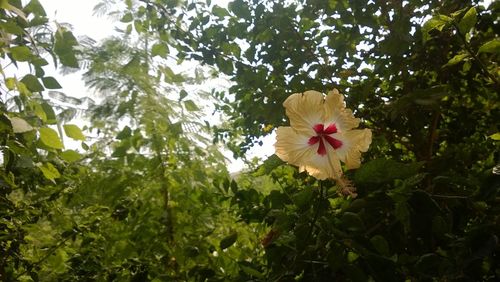 Low angle view of hibiscus blooming on tree