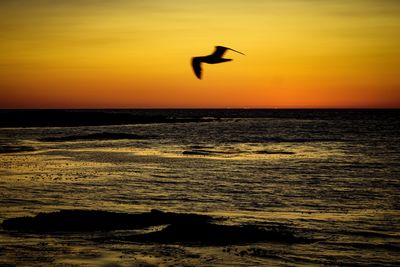 Silhouette bird flying over sea during sunset