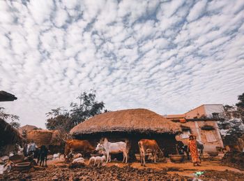 View of cows on landscape against sky