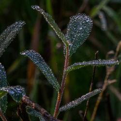 Close-up of wet plant during winter