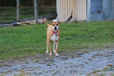 Portrait of american staffordshire terrier walking on grass