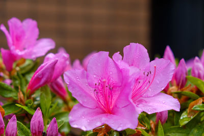 Close-up of wet pink flowering plants