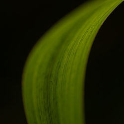 Close-up of green leaf against black background