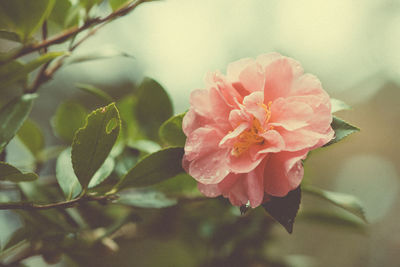 Close-up of flowers