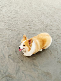 High angle view of a dog on beach