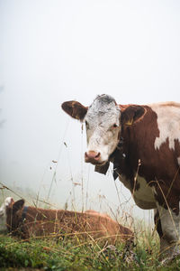 Close-up of cow against foggy background