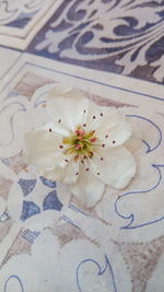 Close-up of flower on table