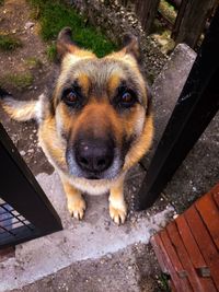 High angle portrait of dog