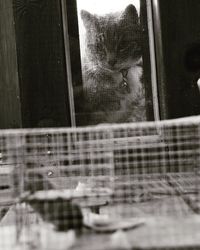 Portrait of young man seen through glass window