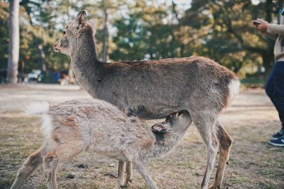 Deer standing in a field