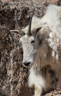 Close-up of deer