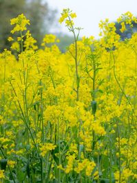 Yellow flowers growing on field