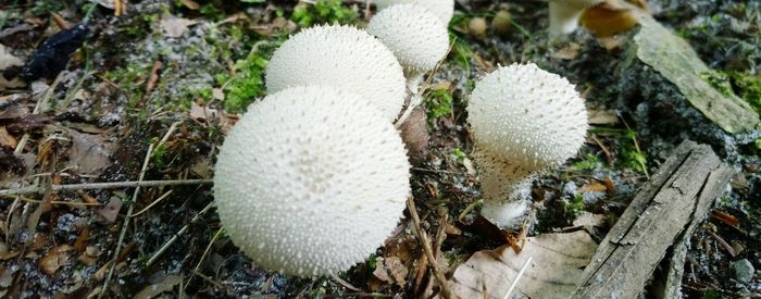High angle view of mushrooms growing outdoors