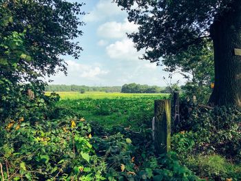 Scenic view of agricultural field against sky