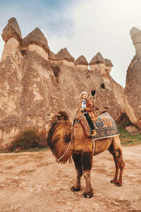 View of giraffe on rock