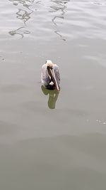 High angle view of pelican swimming in galveston bay