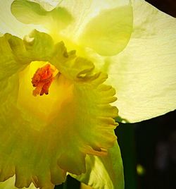 Close-up of yellow flower