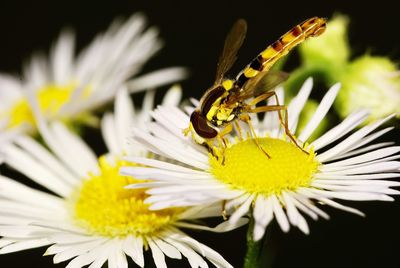 Close-up of insect on yellow flower