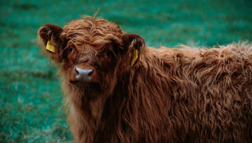 Portrait of a highland cow calf