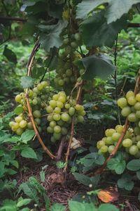 Fruits growing in vineyard